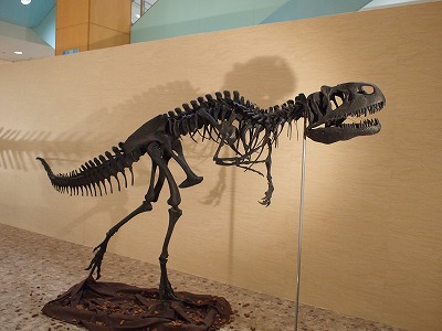 アロサウルス骨格